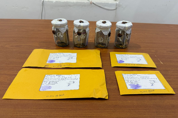 அம்பாறையில் கைவரிசை காட்டிய தங்கக் கொள்ளையர்கள் சிக்கினர்! | Ampara District Gold Robbers Arrested