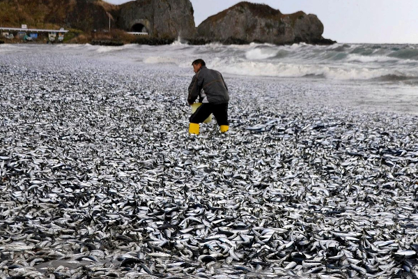 ஜப்பானில் உயிரிழந்து கரையொதுங்கிய லட்சக்கணக்கான மீன்கள் | Millions Of Dead Fish Washed Ashore In Japan