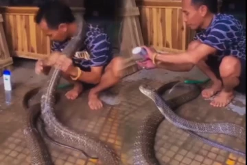 ராஜ நாகத்தை குளிக்க வைத்த நபர்: கடைசியில் நடந்த பரிதாபம்-தேவையா இது?