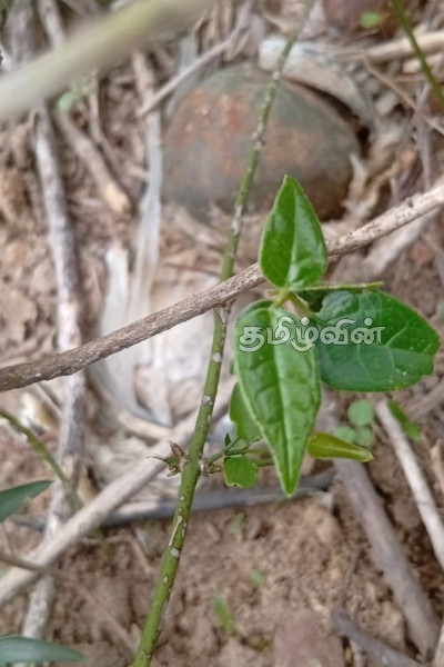 மட்டுவில் கைவிடப்பட்டிருந்த இரு கைக்குண்டுகள் மீட்பு | Two Abandoned Hand Grenades Recovered Maddu மட்டுவில் கைவிடப்பட்டிருந்த இரு கைக்குண்டுகள் மீட்பு | Two Abandoned Hand Grenades Recovered Maddu