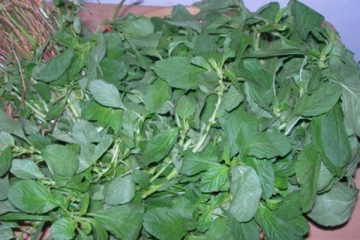 கண் பார்வையில் பிரச்சினையா? அரை கீரை செய்யும் அற்புதம்