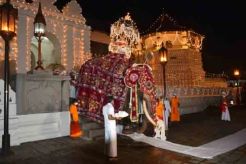 திடீரென பாகனை மிதித்து தள்ளிய யானை ; தலைதெறிக்க ஓடிய மக்கள்!