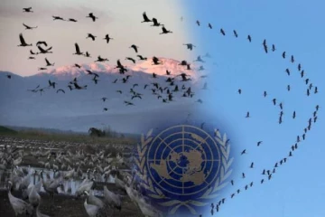 இடம்பெயரும் உயிரினங்களில் ஐந்தில் ஒரு பகுதி அழிவடையும் அபாயத்தில் : ஐ.நா சபை அறிக்கை