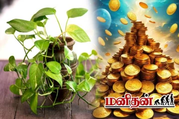 உங்க வீட்டுல மணி பிளான்ட் இருக்கா? அப்போ இந்த தவறை செய்யாதீங்க