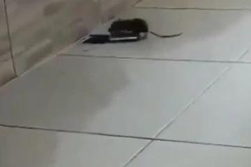 சூப்பர் ஐடியாவை வைத்து தப்பிய புத்திசாலி எலி.... வேறலெவல் காட்சி!