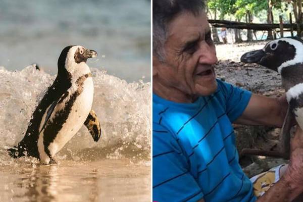 உயிரை காப்பாற்றிய நபருக்காக 5000 மைல் தனியாக வந்த பென்குயின்! வியப்பூட்டும் உண்மை சம்பவம் | Penguin Swims 5000 Miles Every Year To See Old Man