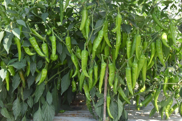 இலங்கை மக்களுக்கு அதிர்ச்சி கொடுக்கும் பச்சை மிளகாயின் விலை | Price Of Green Chillies May Increase In The Future