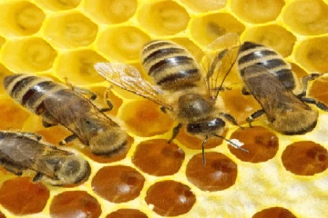 මිනිසාට පසු මෙලෙව ජිවත් වන වන වැදගත්ම සත්වයා ගැන ඔබ දැනුවත්ද..මිනිසාගේ අයු කාලය අවුරුදු 4කට කෙටි කරන අපූරු සත්වයා..