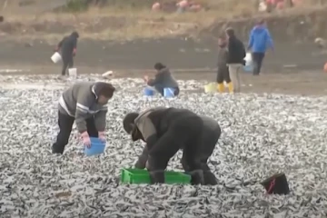 ஜப்பானில் உயிரிழந்து கரையொதுங்கிய லட்சக்கணக்கான மீன்கள்