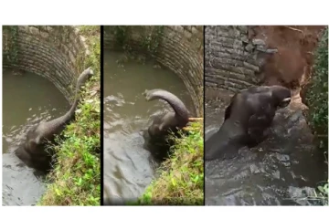 ஆந்திராவில் கிணற்றில் தவறி விழுந்து உயிருக்கு போராடிய யானை... - வைரலாகும் வீடியோ...!