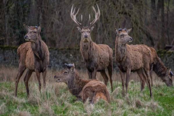 படத்தில் கூர்மையான கண் இருந்தால் ஆறாவது மானை கண்டுபிடிக்க முடியுமா? | Spot Sixth Deer In This Optical Illusion