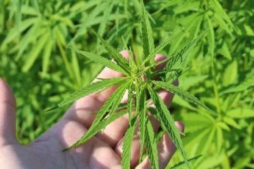 கஞ்சா செடிகளை வளர்த்து வந்த தோட்ட உதவி அதிகாரிக்கு நேர்ந்த கதி!