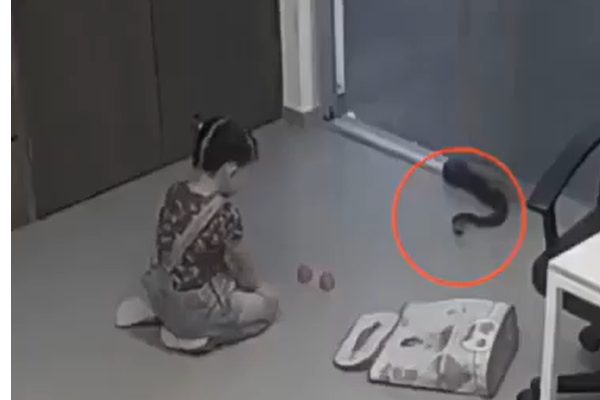 ராட்சத பாம்புடன் விளையாடிய குழந்தை.... பேரதிர்ச்சியில் உறைந்த தாய்! நடுநடுங்க வைக்கும் திகில் காட்சி | Viral Cctv Video