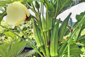 ලෙඩ රෝග වලින් තොර වැඩි බණ්ඩක්කා අස්වැන්නක් ලබාගන්න හැටි.