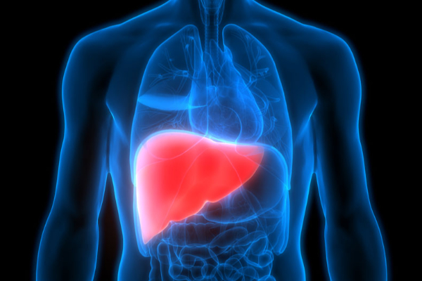 உடலில் அதிகமாக வேலை செய்யும் உறுப்பு.., எது தெரியுமா? | Which Is The Most Active Organ In The Body