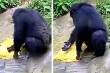 மனிதர்களையும் மிஞ்சிய குரங்கு...! சோப்பு போட்டு துணி துவைக்கும் சிம்பன்ஸி