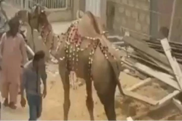 ஒட்டகத்தை சீண்டி பார்த்த இளைஞர் - அடுத்த நொடியே நேர்ந்த கதி! வைரல்