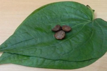 இறைவனுக்கு வெற்றிலை பாக்கை படைப்பது ஏன் தெரியுமா?