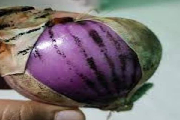 மழைக்காலத்தில் வெங்காயத்தில் ஒளிந்திருக்கும் ஆபத்து! | Danger Onions During Rainy Season Life Style