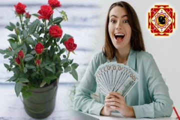 vastu tips: வீட்டில் செல்வம் குவியணுமா? ஒரே ஒரு ரோஜா பூ போதும்!