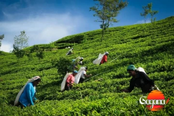 වතු කම් කරුවන්ගේ දෛනික පැමිණීමේ දීමනාව සදහා නීතිමය රාමුවක් හදන්න යයි