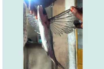 தமிழகத்தில் சிக்கிய அரிய வகை “பறக்கும் மீன்”