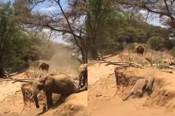 குதிக்க முடியாமல் உருண்டு புரண்டு செல்லும் குட்டி யானை - லட்சக்கணக்கான பார்வையாளர்களை ரசிக்க வைத்த காட்சி!