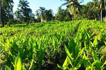 மஞ்சள் செய்கையில் ஆர்வம் காட்டும் மட்டக்களப்பு விவசாயிகள்