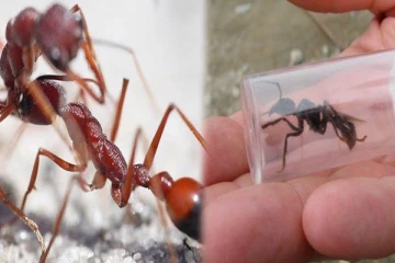 உயிரை எடுக்க 15 நிமிடங்கள் தான்! இந்த எறும்பு பற்றி தெரியுமா?