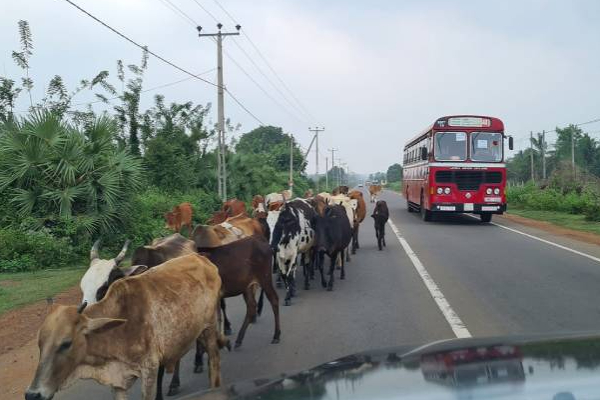A 9 விதியில் ஏற்பட்டுள்ள அவல நிலை தொடருமா? | Jaffna Kandy Street Way A9 Street Hospital A 9 விதியில் ஏற்பட்டுள்ள அவல நிலை தொடருமா? | Jaffna Kandy Street Way A9 Street Hospital