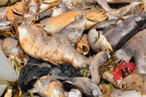 வெள்ளத்திற்குப் பிறகு இறந்த மீன்களைத் தவிர்க்குங்கள் ; மக்களுக்கு விடுக்கப்பட்ட எச்சரிக்கை | Avoid Eating Dead Fish Warning Issued To Public