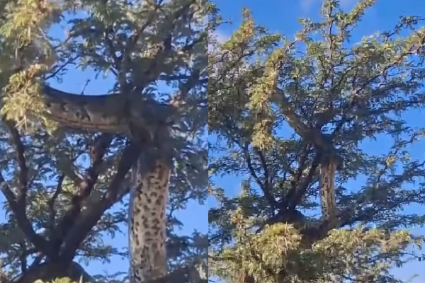 African Python Snake Tree மரத்தை சுற்றி வளைத்து செல்லும் தென்னாப்பிரிக்க மலைப்பாம்பு : வைரல் ...