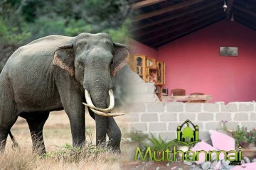 மட்டக்களப்பில் வீட்டை தாக்கிய காட்டுயானை: தெய்வாதீனமாக உயிர்தப்பிய குடும்பம்