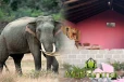 மட்டக்களப்பில் வீட்டை தாக்கிய காட்டுயானை: தெய்வாதீனமாக உயிர்தப்பிய குடும்பம்