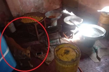 சமையலறையில் நாய் வளர்த்த வர்த்தகர்