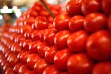 தங்கமா தக்காளியா..! இரண்டரை லட்சம் ரூபாய் மதிப்புள்ள தக்காளி திருட்டு: விவசாயி வேதனை