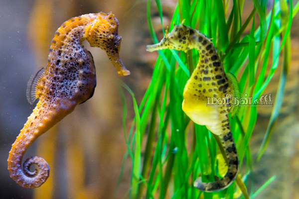 அருமருந்தாகும் கடல் குதிரை.. அரசாங்கம் விடுத்துள்ள எச்சரிக்கை | Importance Of Seahorses அருமருந்தாகும் கடல் குதிரை.. அரசாங்கம் விடுத்துள்ள எச்சரிக்கை | Importance Of Seahorses