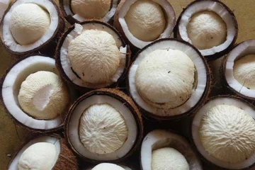 தேங்காய் பூ சாப்பிடுவதால் இத்தனை நன்மைகள் கிடைக்குமா?