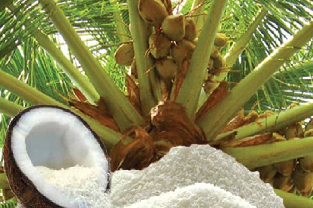 மத்திய கிழக்கு போர் தாக்கம் ; இலங்கை தென்னை ஏற்றுமதி கடும் பாதிப்பு | Sri Lankan Coconut Exports Affecte Middle East War