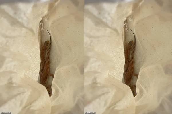 aussie-police-found-native-lizards-in-popcorn-bags