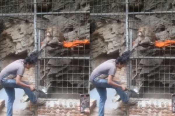 வெறியோடு ஒருத்தரின் தலைமுடியை விடாமல் பிடித்து இழுத்த குரங்கு - வைரலாகும் வீடியோ - தமிழ்நாடு