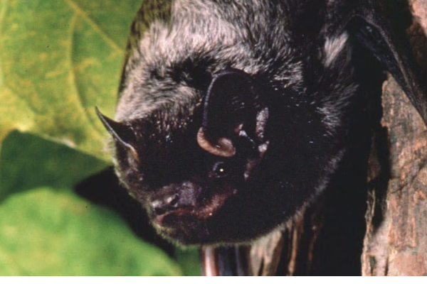 டொரோண்டோவில் வௌவால்களினால் ஏற்பட்டுள்ள அபாயம் | Spike In Bat Related Exposures