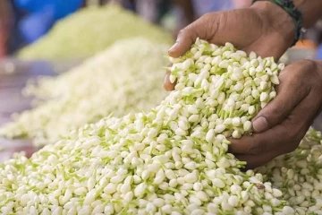 தங்கத்தை மிஞ்சும் மல்லிகை பூ: அதிரடி விலை உயர்வு - 1 கிலோ இவ்வளவா?
