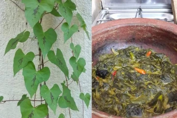 හිමාලයෙන් ආ තැල් කොළ වල ඔබ නොදත් ගුණ.