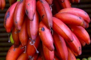 தொடர்ந்து 7 நாள் செவ்வாழை சாப்பிட்டால் நிகழும் அதிசயம்... கட்டாயம் தெரிஞ்சிக்கோங்க