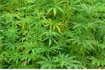 நாட்டில் கஞ்சா பயிர் திட்டம் குறித்து வெளியான எச்சரிக்கை