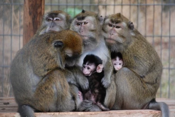 அமெரிக்காவில் குரங்குகளுக்கான நகரம்!