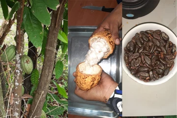 முல்லைத்தீவு மாவட்டத்தில் வெற்றியளித்த கொக்கோ பயிர்ச்செய்கை