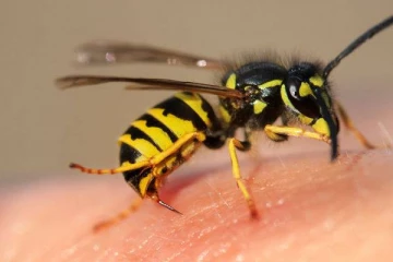 திருகோணமலையில் குளவிக் கொட்டுக்கு இலக்காகி ஒருவர் உயிரிழப்பு