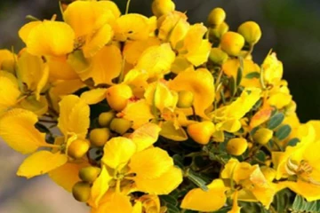 சர்க்கரை நோயில் இருந்து உடனடி விடுதலை வேண்டுமா? அப்போ ஆவாரம் பூவை இப்படி பயன்படுத்தி பாருங்கள்!